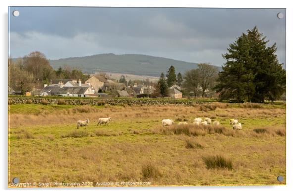 A flock of sheep in a Scottish field beside the town of Carsphairn, Scotland Acrylic by SnapT Photography