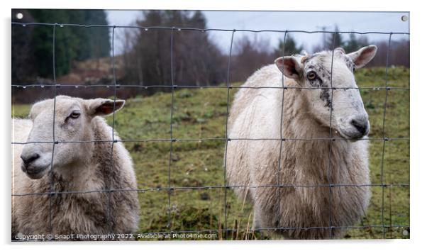 A pair of Scottish female ewe sheep looking through a wire fence in winter Acrylic by SnapT Photography