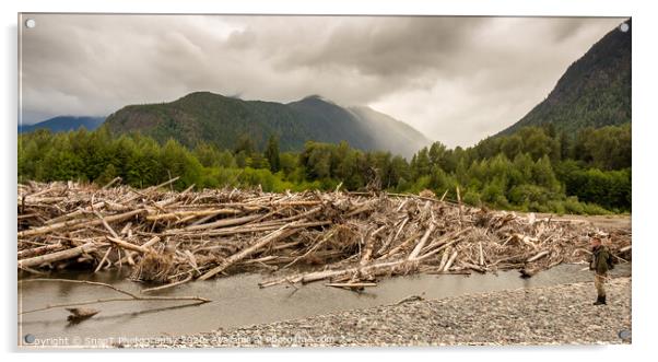 A man standing beside a very big log jam on a river in British Columbia, Canada Acrylic by SnapT Photography