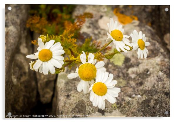 A group of yellow and white ox eye daisys flowers in the summer sun Acrylic by SnapT Photography
