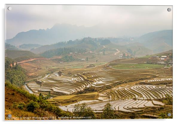 A view over a Vietnamese landscape of rice terraces in winter, Sapa, Vietnam Acrylic by SnapT Photography