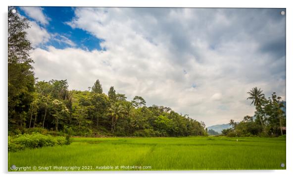 A lush green rice paddy on the island of samosir, Lake Toba, Sumatra, Indonesia Acrylic by SnapT Photography