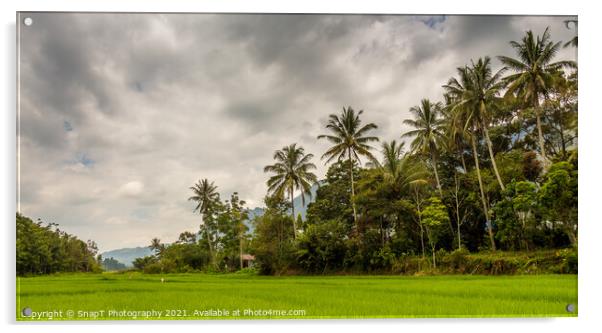 Palm trees and rice paddy on Samosir Island, Lake Toba, Sumatra, Indonesia Acrylic by SnapT Photography
