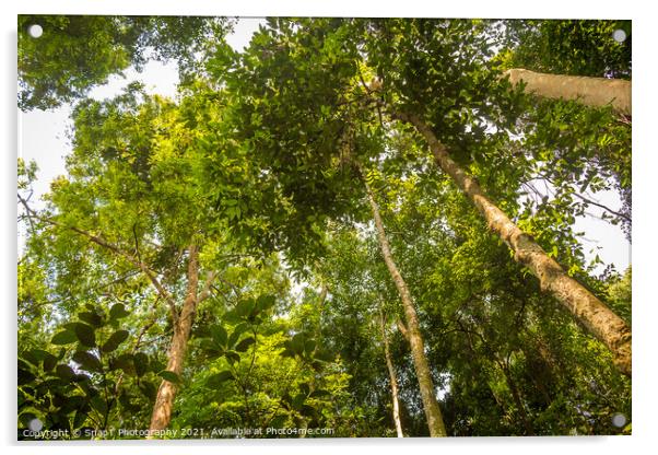 The rainforest canopy in Gunung Leuser National Park, Bukit Lawang, Indonesia Acrylic by SnapT Photography