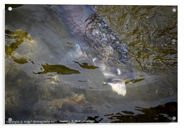 A close up of a Taimen (trout) fish grabbing a fly or lure Acrylic by SnapT Photography