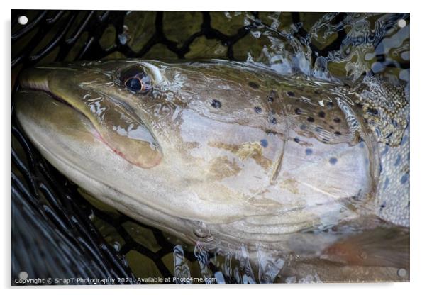 A close up of the head of a Taimen fish, the largest salmon species Acrylic by SnapT Photography