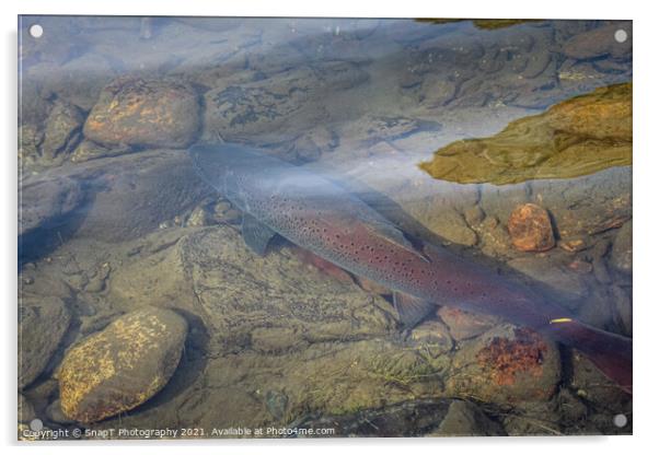 A large taimen trout sitting in a shallow river in Mongolia Acrylic by SnapT Photography