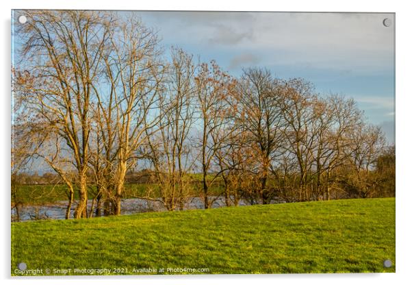 Row of willow and alder trees at the edge of a green field beside a river Acrylic by SnapT Photography