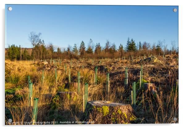 Replanting old deforested and clear felled conifer forest with broadleaf trees Acrylic by SnapT Photography