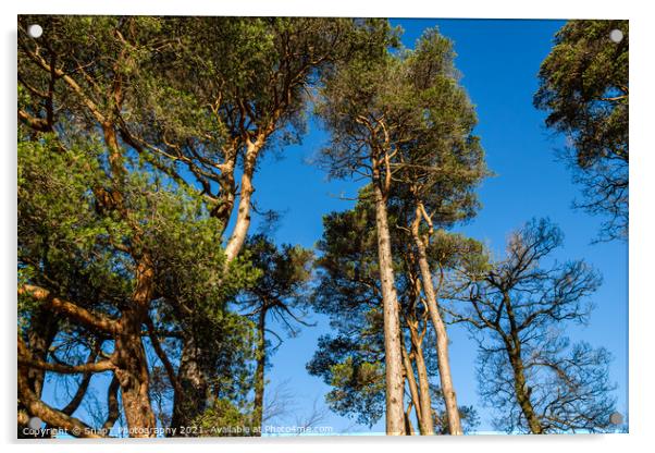 Caledonian pine trees at Clateringshaws Loch and Visitors Centre, Scotland Acrylic by SnapT Photography