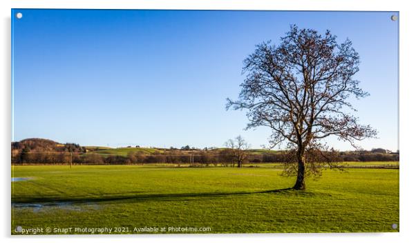 A lone broadleaf tree in an empty green field on a sunny winters day, Scotland Acrylic by SnapT Photography