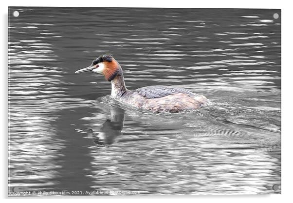 Great Crested Grebe Acrylic by Philip Skourides