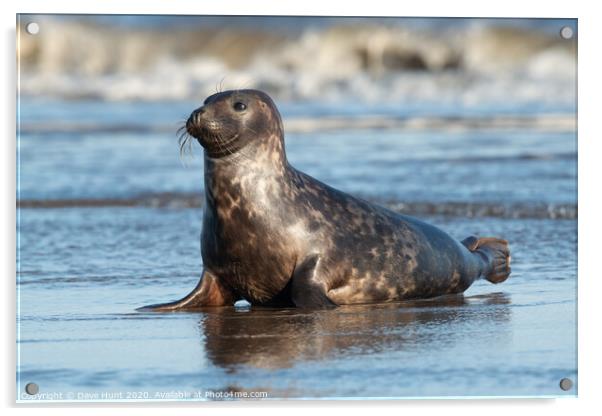 Harbour Seal, Phoca vitulina Acrylic by Dave Hunt