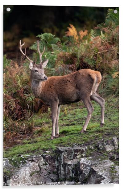 Young Red Deer Stag (Cervus elaphus)  Acrylic by Dave Hunt