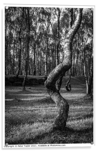 Twisted tree in Lawrencefield, Peak District Acrylic by Peter Taylor