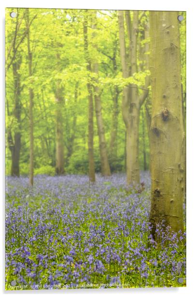 Bluebells in the misty forest Acrylic by Phil Longfoot