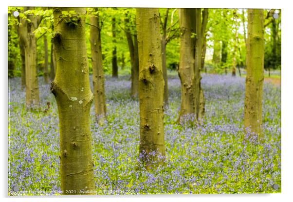 Misty Bluebell Forest Acrylic by Phil Longfoot