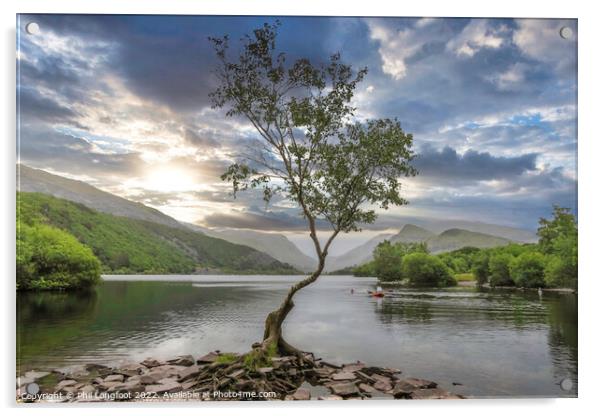 The beautiful lone tree Llanberis Wales Acrylic by Phil Longfoot