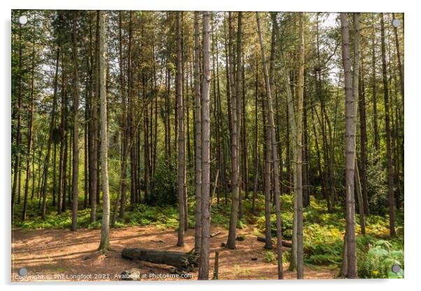 A place to rest in the forest  Acrylic by Phil Longfoot