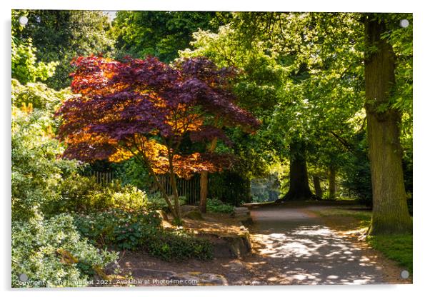 Colourful trees in Calderstones Park Liverpool  Acrylic by Phil Longfoot