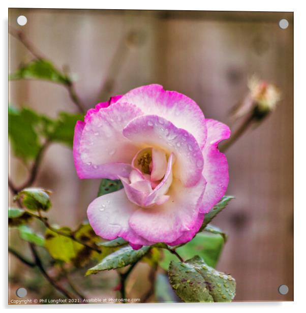Beautiful Pink Rose on a rainy day  Acrylic by Phil Longfoot