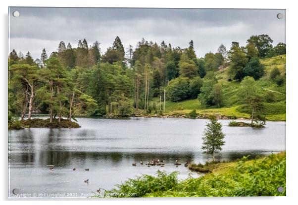 Tarn Hows South Lakes Cumbria  Acrylic by Phil Longfoot