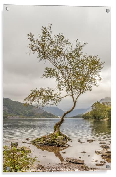 Lone Tree Llanberis  Acrylic by Phil Longfoot