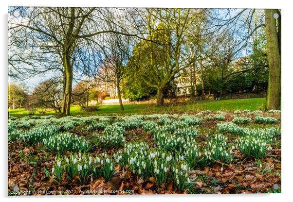 Snowdrops in a beautiful Liverpool Parks Acrylic by Phil Longfoot