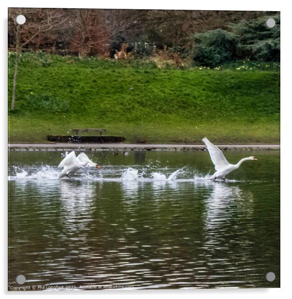 Swan take off. Acrylic by Phil Longfoot