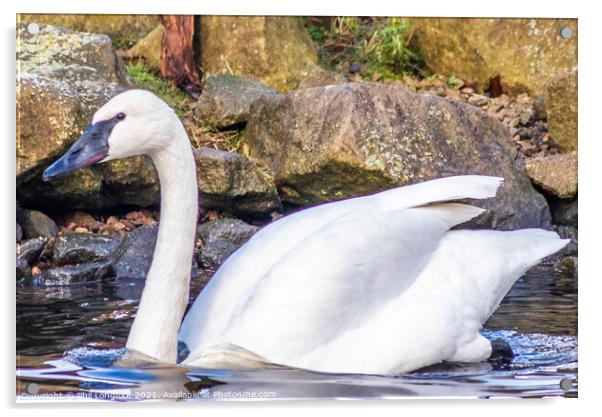 Graceful Swan Acrylic by Phil Longfoot