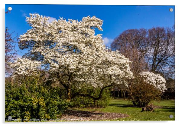 Springtime Blossom in a Liverpool park  Acrylic by Phil Longfoot