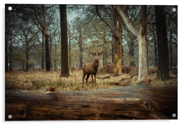 A Red Deer in the Wild Acrylic by Wojciech Jagoda