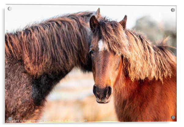 The Dartmoor pony Acrylic by Steve Lambert