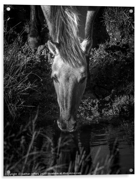 Beautiful Wild mare quenching her first  Acrylic by nathan jeffery