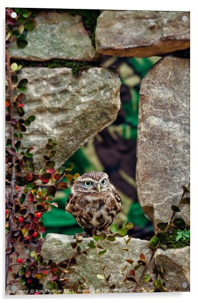 Little Owl in a Wall Acrylic by Ron Thomas