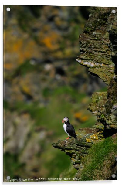 A Puffin Sitting on a Rock Outcrop Acrylic by Ron Thomas