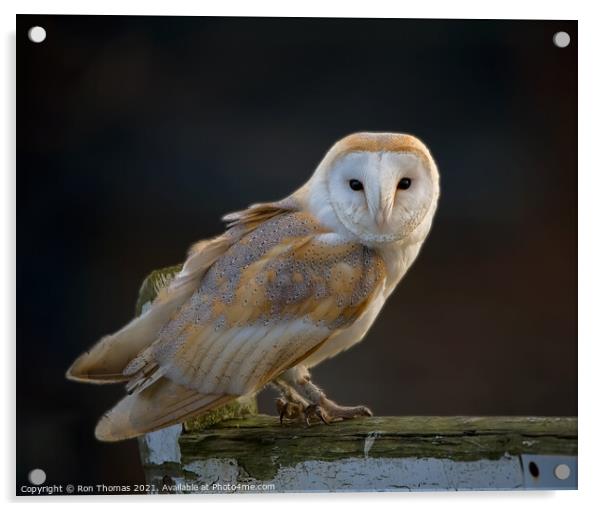 Barn Owl Acrylic by Ron Thomas