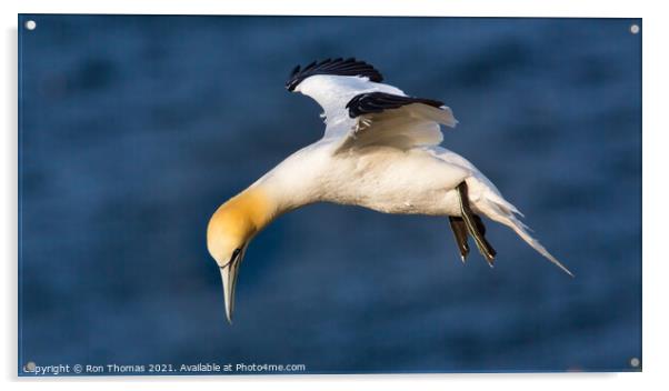 Gannet Hovering Acrylic by Ron Thomas
