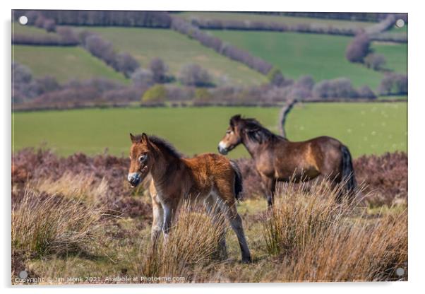Exmoor Pony with Foal Acrylic by Jim Monk
