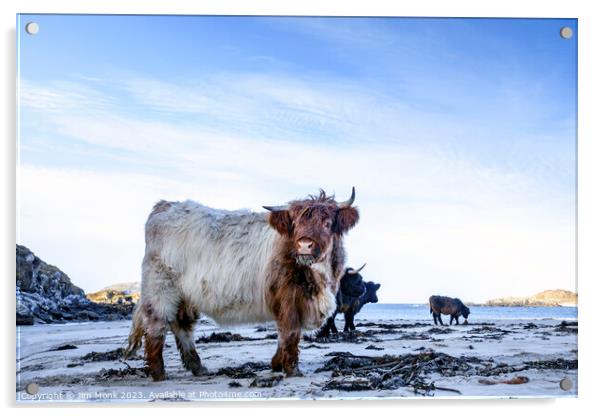 Bosta Beach Cows Acrylic by Jim Monk