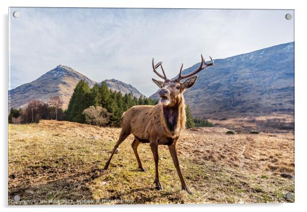 Glen Etive Stag Acrylic by Jim Monk
