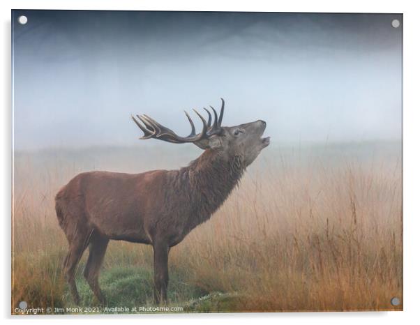 Red Deer Stag bellowing in the mist Acrylic by Jim Monk