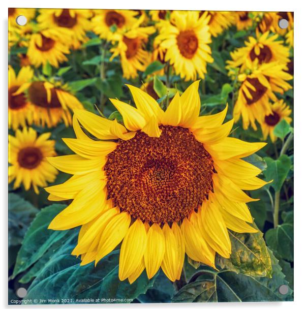 Sunflowers Acrylic by Jim Monk