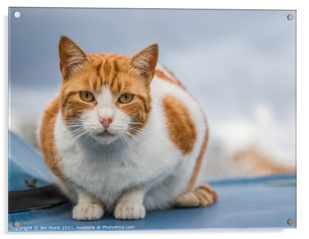 Maltese Cat, Valletta Acrylic by Jim Monk