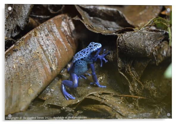 Blue poisonous dart frog Acrylic by Jacqueline Jones