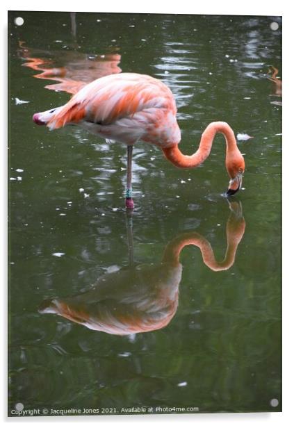 Flamingo kissing reflection Acrylic by Jacqueline Jones