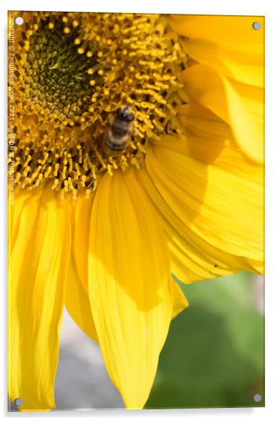 Sunflower Acrylic by Jacqueline Jones