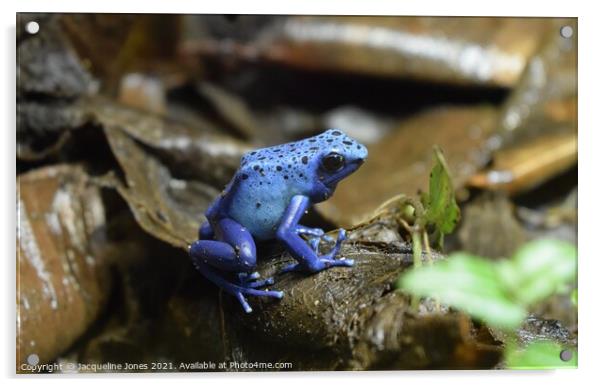 Blue dart frog Acrylic by Jacqueline Jones