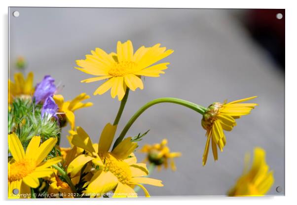 Yellow daisies Acrylic by Andy Huckleberry Williamson III