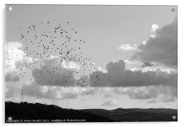 Sky cloud with  flock of birds in Sicily, Serradif Acrylic by Andy Huckleberry Williamson III